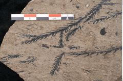 Foto (Detailansicht) von Araucaria sternbergii Goeppert (NHMW-GEO-2024-0188-8296)
